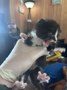 CAPTAIN AMERICA -  Domestic Short Hair Cat Available for Adoption in Fort Walton Beach, Florida - CAPTAIN AMERICA | PetCurious