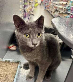 Shriya -  Domestic Short Hair Cat Available for Adoption - Shriya | PetCurious
