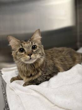 Mauve -  Domestic Long Hair and Domestic Short Hair Cat for Adoption in Missoula, Montana - Mauve | PetCurious
