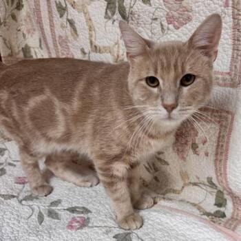 Raymond -  Domestic Short Hair Cat for Adoption in Waterloo, Iowa - Raymond | PetCurious