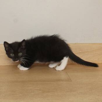 Leek C70291 -  Domestic Short Hair Cat for Adoption in Minnetonka, Minnesota - Leek C70291 | PetCurious
