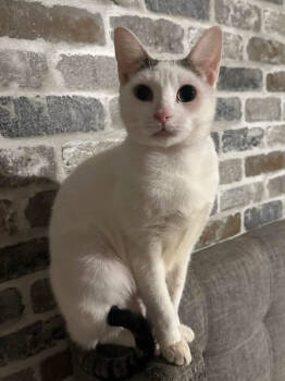 Rescue Domestic Short Hair Cats for Adoption in West Palm Beach, Florida - Mimosa | PetCurious