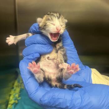 Domestic Short Hair Cats Available for Adoption in Chicago, Illinois - Pete