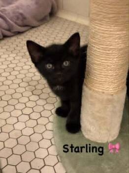 Starling -  Domestic Short Hair Cat Available for Adoption in Pittsburgh, Pennsylvania - Starling | PetCurious