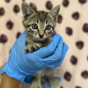 Casey -  Domestic Short Hair Cat for Adoption in San Antonio, Texas - Casey | PetCurious