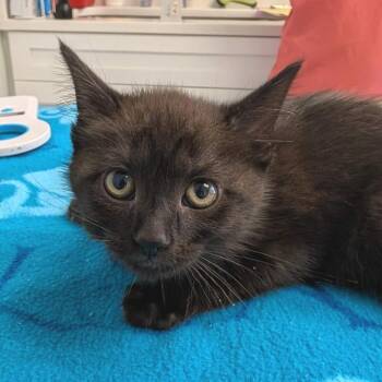 Margarita -  Domestic Medium Hair Cat for Adoption in Cumming, Georgia - Margarita | PetCurious