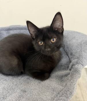 Hamlin -  Domestic Short Hair Cat for Adoption in Walled Lake, Michigan - Hamlin | PetCurious