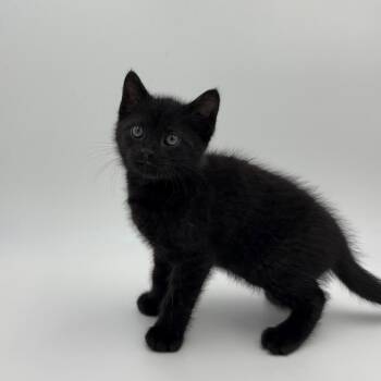 Lone Star -  Domestic Short Hair Cat for Adoption in State College, Pennsylvania - Lone Star | PetCurious