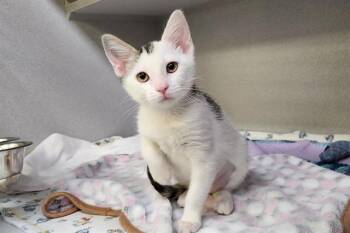 MURTLE -  Domestic Short Hair Cat for Adoption in Omaha, Nebraska - MURTLE | PetCurious