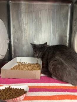 Domestic Long Hair Cats Available for Adoption in El Paso, Texas - Zenith | PetCurious