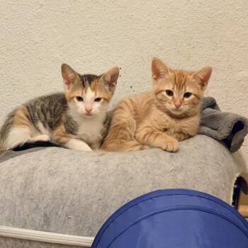 Nevee and Tigerlily Bonded Sisters -  Calico Cat for Adoption in Tracy, California - Nevee And Tigerlily Bonded Sisters | PetCurious