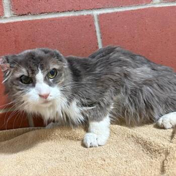 (Hold) James Drive 2 (R) -  Domestic Long Hair Cat for Adoption in Cabot, Arkansas - (Hold) James Drive 2 (R) | PetCurious