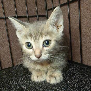 Tatcha -  Domestic Short Hair Cat for Adoption in Los Angeles, California - Tatcha | PetCurious