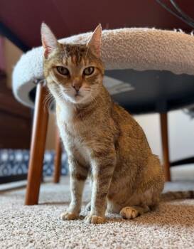 Jocelyn -  Domestic Short Hair Cat for Adoption in Hampton, Virginia - Jocelyn | PetCurious