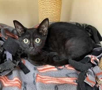 Portia -  Domestic Short Hair Cat for Adoption in Medina, Ohio - Portia | PetCurious