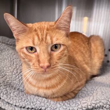 Rescue Domestic Short Hair Cats for Adoption in Denver, Colorado - Tucker Nebraska | PetCurious