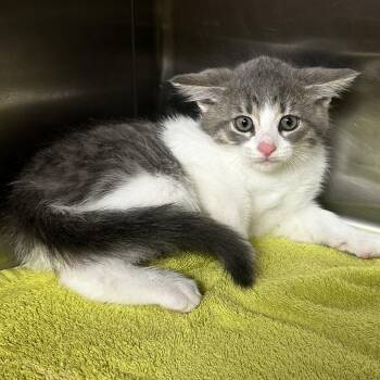 Emerald -  Domestic Short Hair Cat Available for Adoption in Warrensburg, Missouri - Emerald | PetCurious