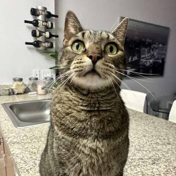 Domestic Short Hair Cats Available for Adoption in Boston, Massachusetts - Felix | PetCurious