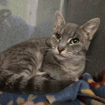 Domestic Short Hair Cats Available for Adoption - Squirrel | PetCurious