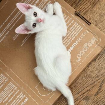 Zavier -  Domestic Short Hair Cat for Adoption in Los Angeles, California - Zavier | PetCurious