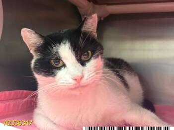 BOE -  Domestic Short Hair Cat for Adoption in West Palm Beach, Florida - BOE | PetCurious