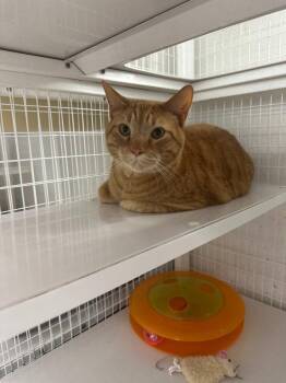 Domestic Short Hair Cats Available for Adoption in St. Helens, Oregon - Garfield | PetCurious