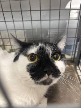 Domestic Short Hair Cats Available for Adoption in Las Vegas, Nevada - CRESCENT | PetCurious