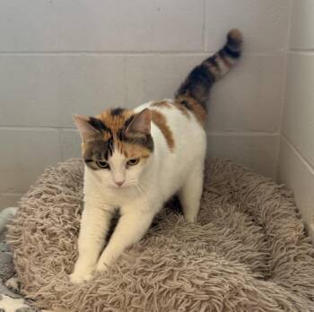 Sarah -  Domestic Short Hair Cat for Adoption in Slidell, Louisiana - Sarah | PetCurious