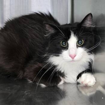 Wrenley -  Domestic Long Hair Cat for Adoption in Washburn, Missouri - Wrenley | PetCurious