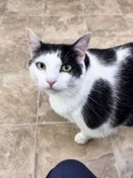 Molly (Pounce Cafe) -  Domestic Short Hair Cat for Adoption in Charleston, South Carolina - Molly (Pounce Cafe) | PetCurious