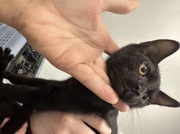 Rescue Domestic Short Hair Cats for Adoption in Auburn, Washington - Carl | PetCurious