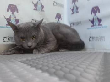 Domestic Short Hair Cats Available for Adoption - FRANK | PetCurious
