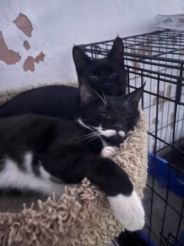 Rescue Domestic Short Hair Cats for Adoption in New York, New York - Tiny Tim (black) & Tortoise (black & White) | PetCurious