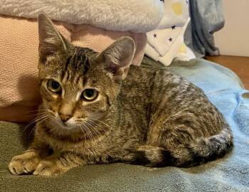 Frodo -  Domestic Short Hair Cat for Adoption in Pointe-claire, Quebec - Frodo | PetCurious