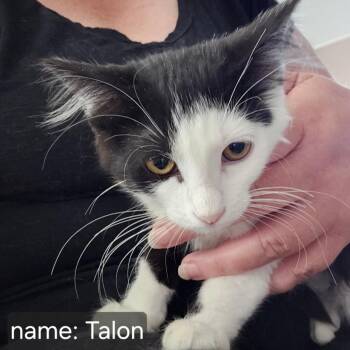Talon Orr -  Domestic Short Hair Cat for Adoption in Eagle Mountain, Utah - Talon Orr | PetCurious