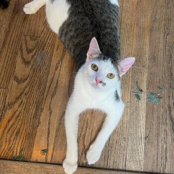 Rescue Domestic Short Hair Cats for Adoption in Los Angeles, California - Cheese | PetCurious