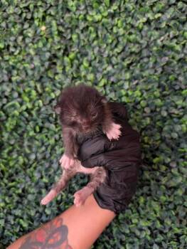 61608989 -  Domestic Short Hair Cat for Adoption in El Paso, Texas - 61608989 | PetCurious