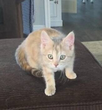 Pua -  Domestic Short Hair Cat for Adoption in Millcreek, Utah - Pua | PetCurious