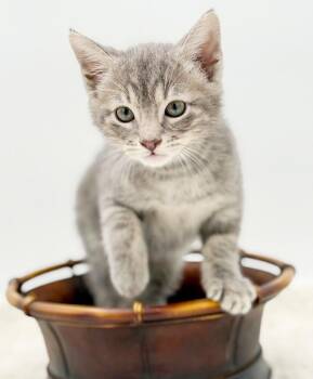 Tabby and Russian Blue Cats Available for Adoption in Bedford Hills, New York - Pippin