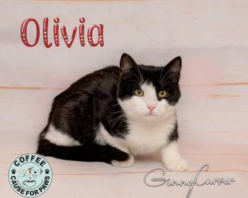 Domestic Short Hair Cats Available for Adoption - Olivia | PetCurious