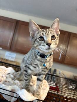 Surfboard -  Domestic Short Hair Cat for Adoption in Southbury, Connecticut - Surfboard | PetCurious