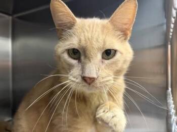 Wooly -  Domestic Short Hair Cat for Adoption in Watkinsville, Georgia - Wooly | PetCurious