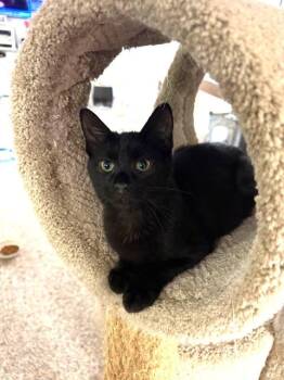 Rescue Domestic Short Hair Cats for Adoption in Boiling Springs, Pennsylvania - Hermione | PetCurious