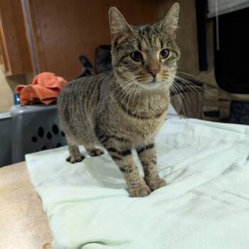 Rescue Domestic Short Hair Cats for Adoption in Carmel, Indiana - Tillie -the Sweetest! FeLV+ (only Kitty Or With Other FeLV+) | PetCurious