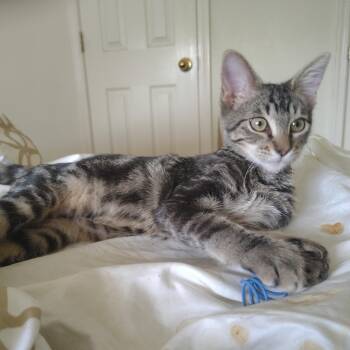 Domestic Short Hair Cats Available for Adoption - Peppy (FeLV +) | PetCurious
