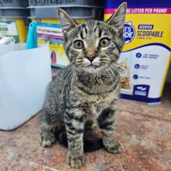 Kovu -  Domestic Short Hair Cat for Adoption in Corydon, Indiana - Kovu | PetCurious