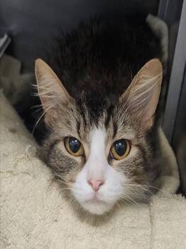 Rescue Domestic Short Hair Cats for Adoption in Decatur, Illinois - SHEILA | PetCurious