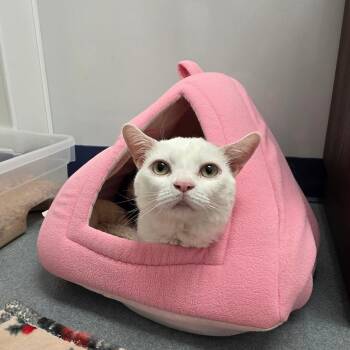 Lily -  Domestic Short Hair Cat Available for Adoption in West Palm Beach, Florida - Lily | PetCurious