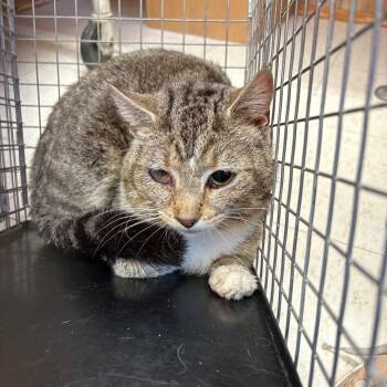 Domestic Short Hair Cats Available for Adoption - Feral Pluto | PetCurious