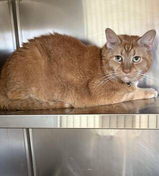 Rescue Domestic Short Hair Cats for Adoption in Herndon, Virginia - Tomato | PetCurious